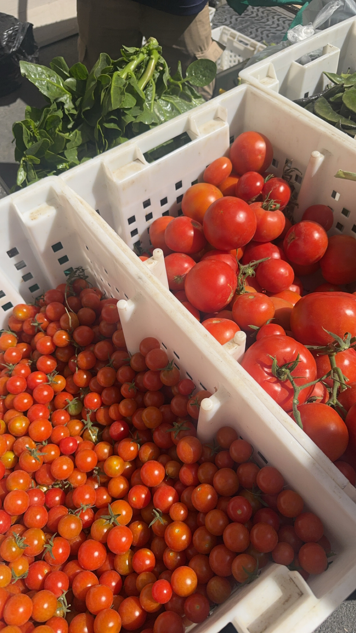 Organic Tomatoes