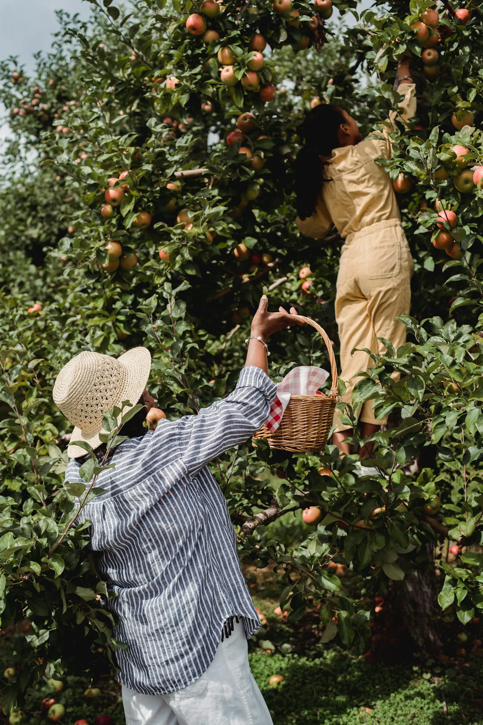 Picking fresh apples in the orchard
